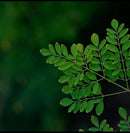 Moringa Lactation Package