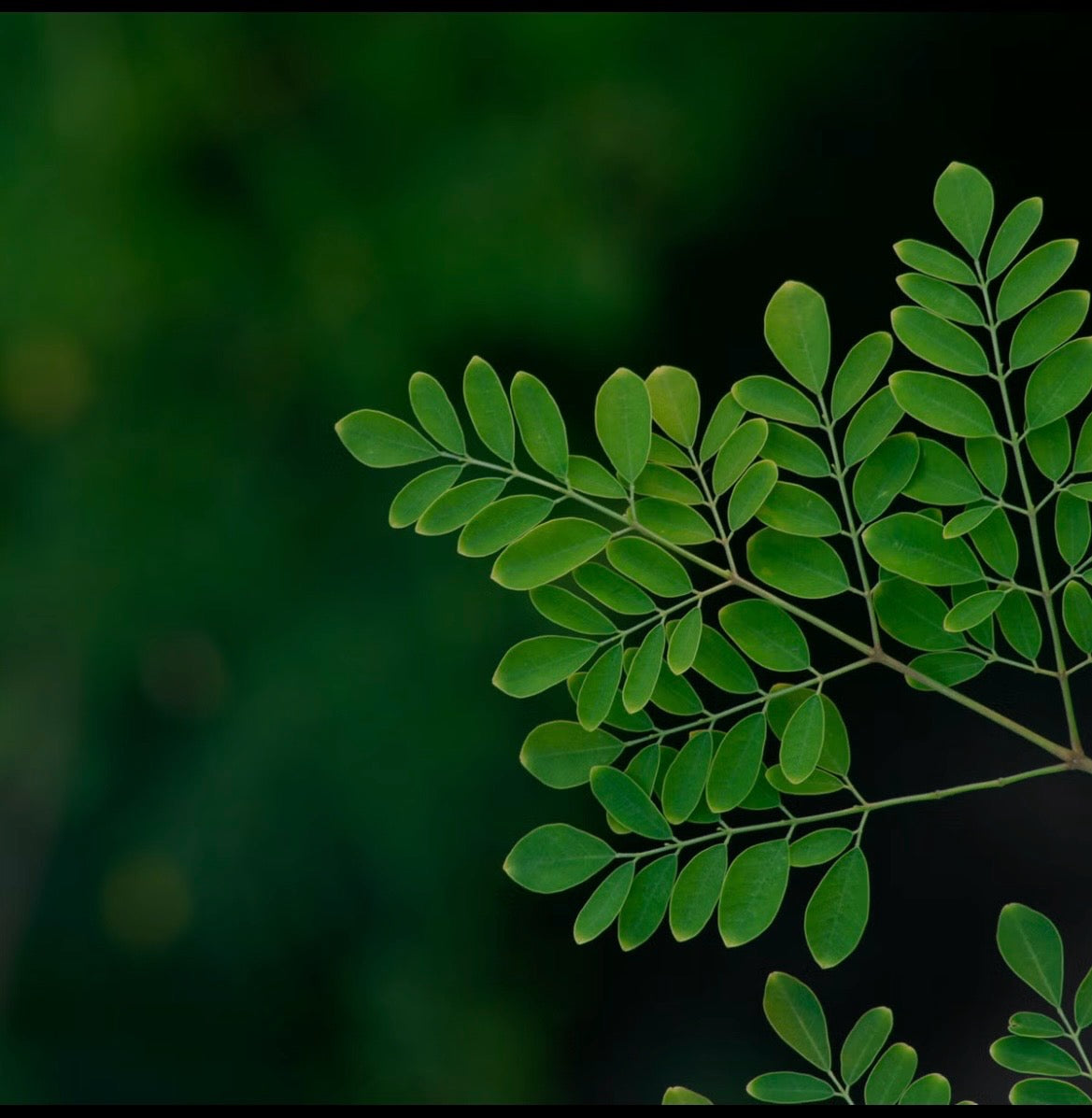 Moringa Leaf Capsules