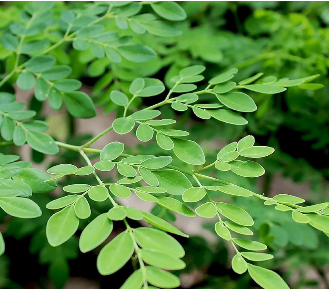 Moringa Leaf Capsules