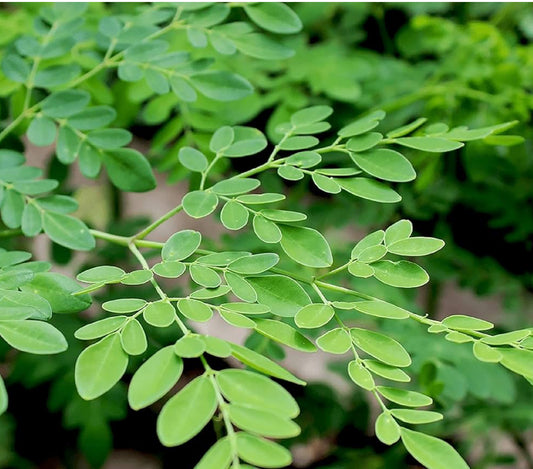 Moringa Leaf Capsules