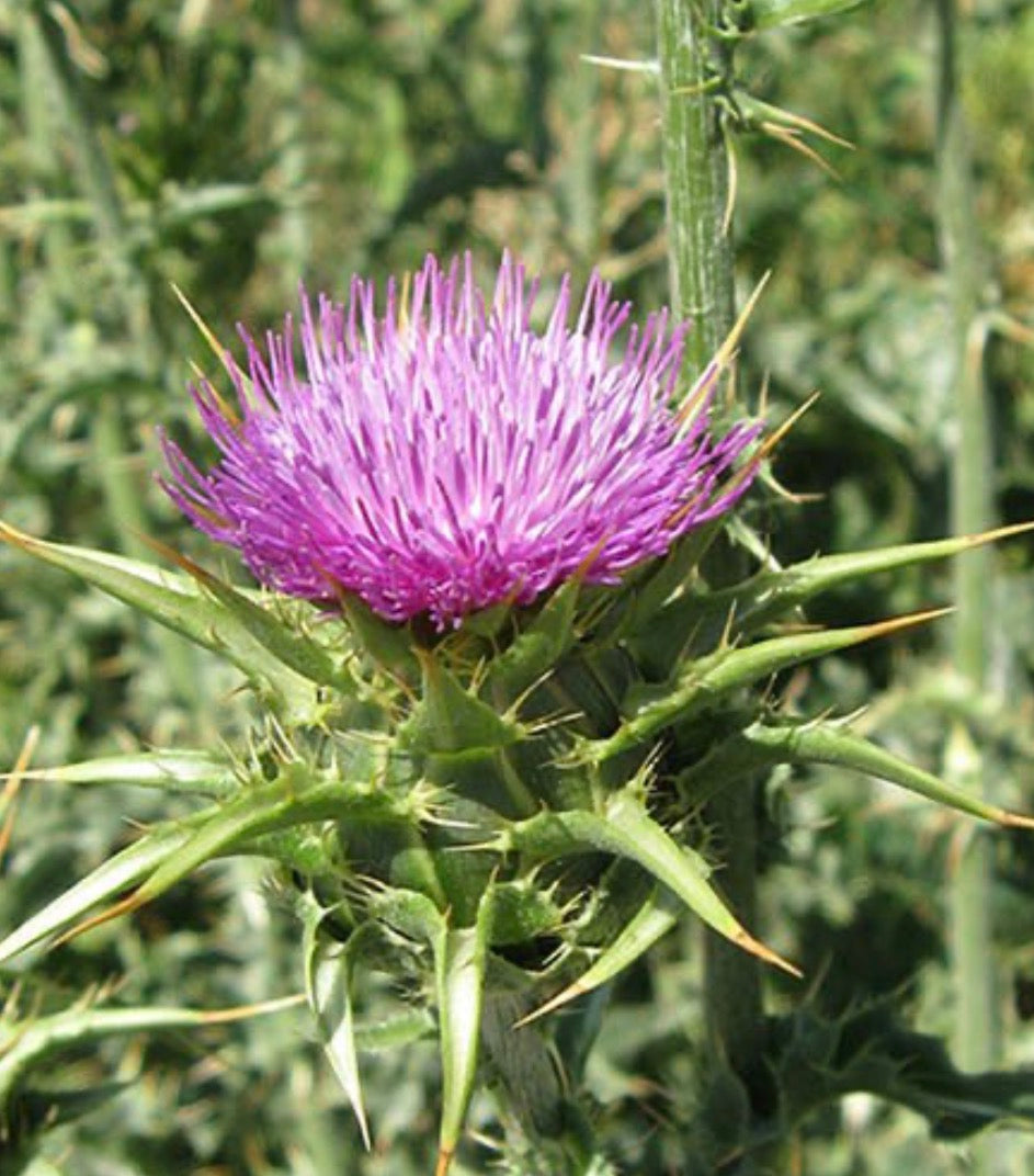 Milk Thistle Capsules