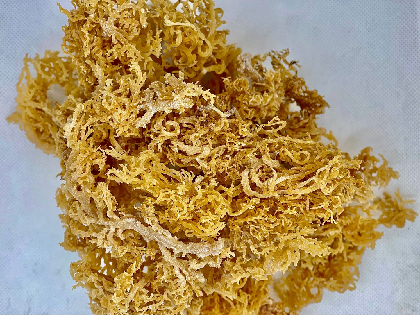 Raw Gold Sea Moss