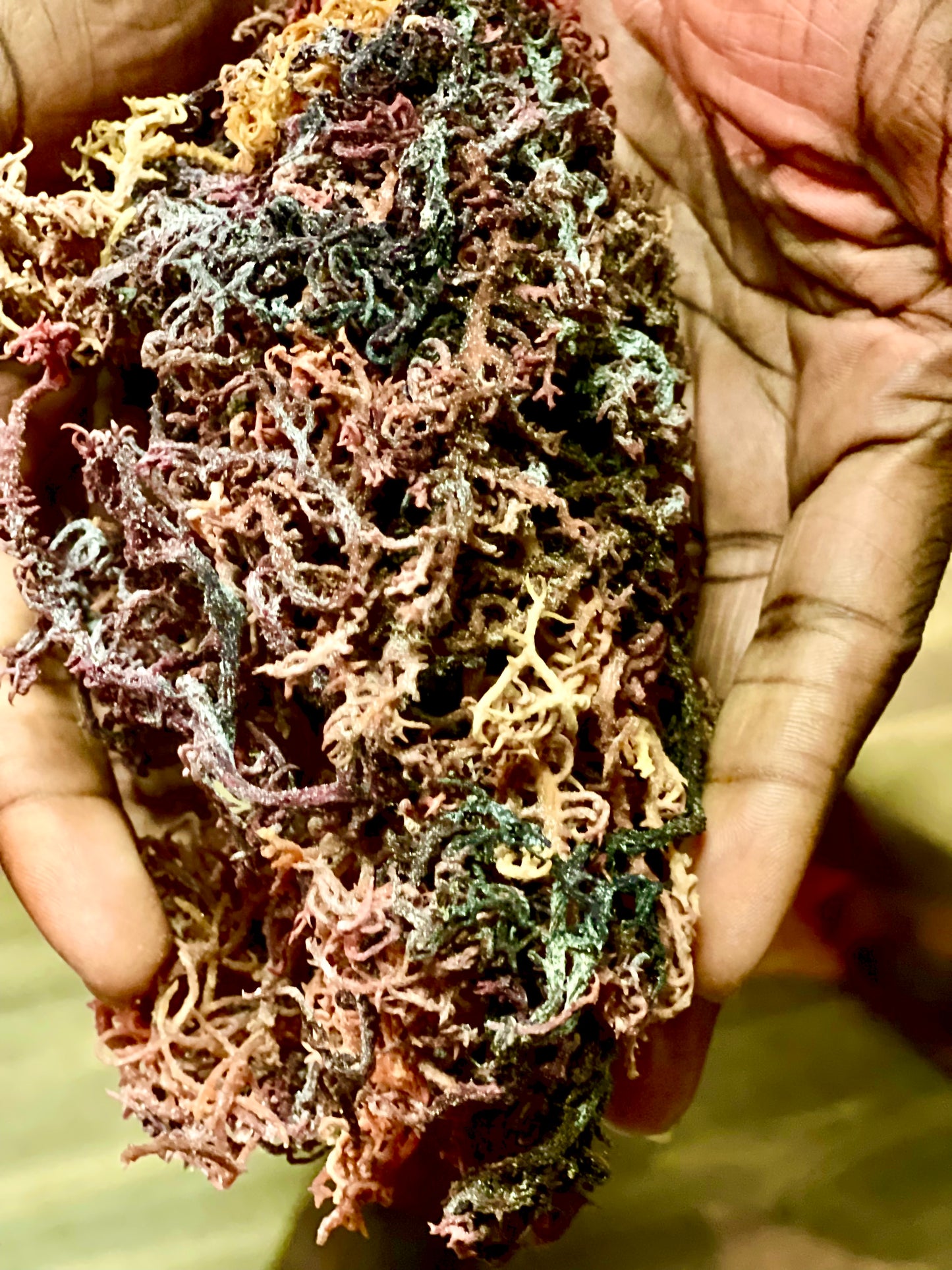 Raw Purple Sea Moss